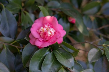 Kamelya japonica çiçekli süs bitkisi. Japon bahçesinde kamelya çiçeği. Güzel pembe şakayık çiçeği..