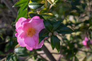 Kamelya japonica çiçekli süs bitkisi. Güzel soluk pembe, yarı açık çiçek