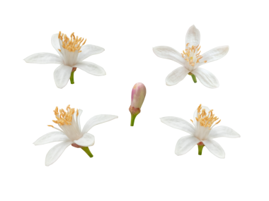 Sarı puantiyeli ve tomurcuklu limon ağacı beyaz çiçekleri izole edilmiş şeffaf png. Citrus çiçekli bitki. Güzel kokulu güzel bir çiçek..