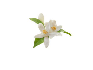 Yeşil yapraklı beyaz portakal çiçeği, şeffaf png. Narin taç yapraklarının botanik yakın çekimi ve turunçgillerin canlı çiçekleri..