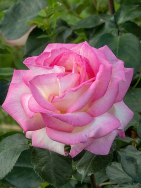 Pembe melez çay çiçeğiyle kaplanmış kremalı beyaz bir gül. Bahçede iki çiçek kafası. Kızaran yaprakları ve koyu yeşil yaprakları olan güzel bir gül çiçeği.. 