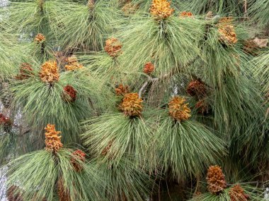 İspanya, Cordoba 'da pinus canariensis' in erkek konileri. Kanarya Adası çam ağacı dalları Uzun iğne benzeri yeşil yapraklarla.