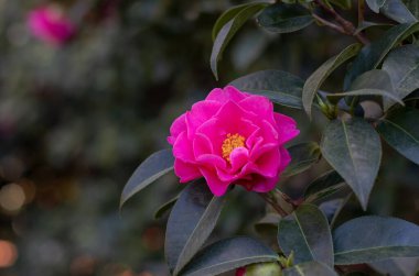 Kamelya çiçeği ve yeşil yapraklar. Kamelya japonica çiçekli süs bitkisi. Güzel, pembe, yarı açık çiçek.