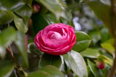 Kamelya çiçeği ve yeşil yapraklar. Kamelya japonica çiçekli süs bitkisi. Güzel pembe gül biçimi