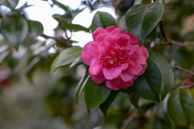 Güzel pembe şakayık çiçekleri. Kamelya japonica çiçekli süs bitkisi. Japon bahçesinde kamelya çiçeği.