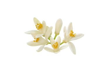 Sarı pudingli ve tomurcuklu portakal ağacı beyaz çiçekleri izole saydam png arka planda. Citrus sinensis çiçekli bitki. Tatlı kokulu güzel neroli çiçeği.