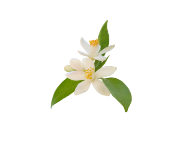 Yeşil yapraklı beyaz portakal çiçekleri ve tomurcukları yalıtılmış şeffaf png. Narin taç yaprakları ve narin narenciyeler..