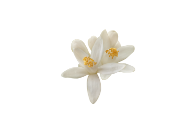 Beyaz portakal çiçekleri ve tomurcukları saydam png izole edilmiş. Narin taç yapraklarının botanik yakın çekimi ve turunçgillerin canlı çiçekleri..