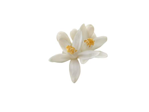 Beyaz portakal çiçekleri ve tomurcukları saydam png izole edilmiş. Narin taç yapraklarının botanik yakın çekimi ve turunçgillerin canlı çiçekleri..