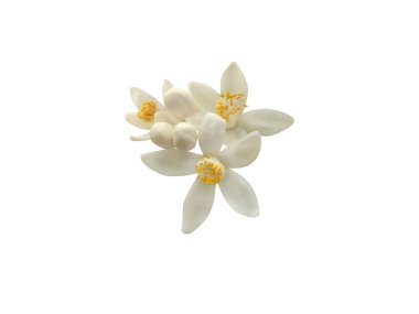 Beyaz arka planda sarı erkek ve tomurcukları olan bir demet beyaz portakal ağacı çiçeği. Citrus sinensis çiçekli bitki. Tatlı kokulu güzel neroli çiçeği.