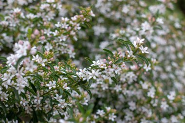 Philotheca miyoporoides çiçek açmış süs çiti. Küçük beyaz çiçeklerle kaplı çiçekli bitki dalları. Rutaceae ailesinde uzun yapraklı balmumu çiçeği bitkisi. 