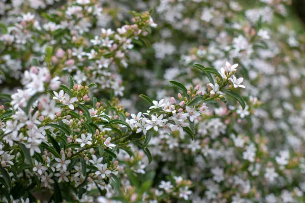 Philotheca miyoporoides çiçek açmış süs çiti. Küçük beyaz çiçeklerle kaplı çiçekli bitki dalları. Rutaceae ailesinde uzun yapraklı balmumu çiçeği bitkisi. 