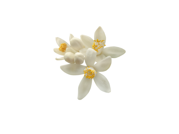 Sarı mantarlı ve tomurcuklu beyaz portakal ağacı çiçekleri. Citrus sinensis çiçekli bitki. Tatlı kokulu güzel neroli çiçeği.