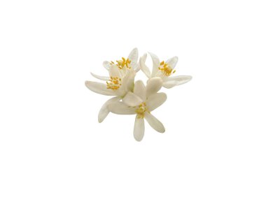 Beyaz arka planda izole edilmiş beyaz portakal çiçekleri. Narin taç yapraklarının botanik yakın çekimi ve turunçgillerin canlı çiçekleri.. 