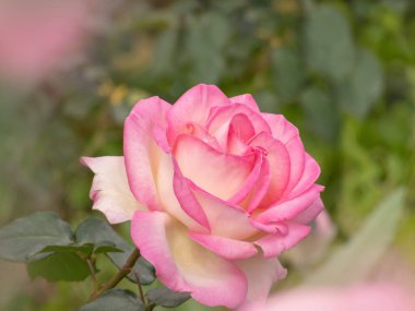 Kremalı, beyaz kenarlı, pembe melez çay çiçekli. Bahçede iki çiçek kafası. Kızaran yapraklar ve koyu yeşil yapraklarla güzel bir gül.. 