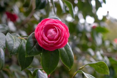 Pembe kamelya çiçeği ve yeşil yapraklar. Kamelya japonica çiçek bitkisi. Japon kamelyası bahçedeki süs ağacı..