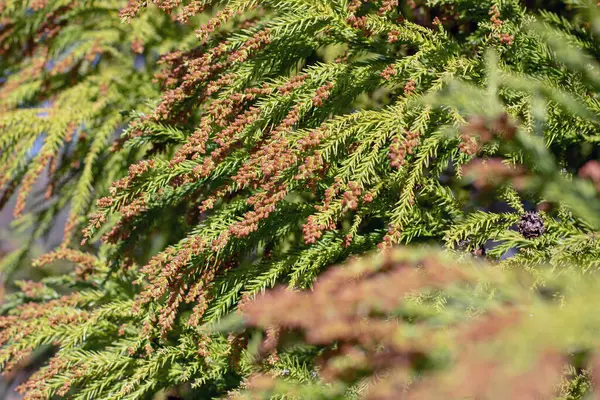 Japon tüyü Cedar veya Plume Cryptomeria koni yakın çekim dalları. Kriptomeria japonica elegans her zaman yeşil kozalaklı bitki