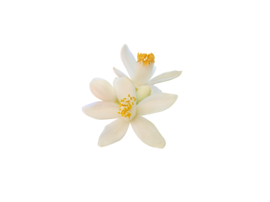 Beyaz portakal ağacı çiçekleri ve tomurcukları şeffaf png. Narin taç yaprakları ve turunçgiller yakın plan. Portakal çiçeği demeti..