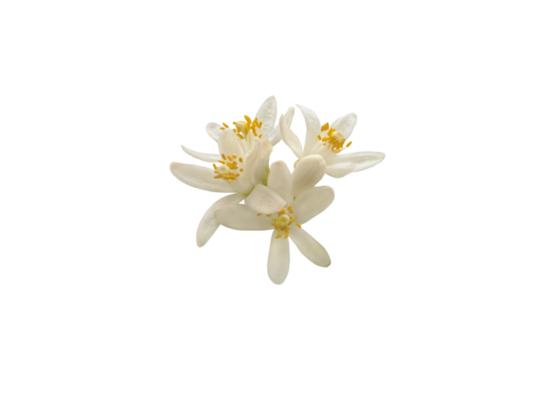 Beyaz portakal çiçekleri, şeffaf png demetini izole eder. Narin taç yapraklarının botanik yakın çekimi ve turunçgillerin canlı çiçekleri..