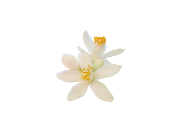 Beyaz portakal ağacı çiçekleri ve tomurcukları şeffaf png. Narin taç yaprakları ve turunçgiller yakın plan. Portakal çiçeği demeti..