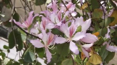 Yakın planda, meltemde sallanan çift pembe elma ağacı çiçeklerinin videosu. Bereketli, katmanlı yapraklar ve yumuşak hareketler baharın tazeliğini ve çiçek açan meyve ağaçlarının narin güzelliğini hatırlatıyor. Çiçek geçmişi için ideal.