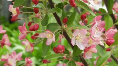 Yakın planda, meltemde sallanan çift pembe elma ağacı çiçeklerinin videosu. Bereketli, katmanlı yapraklar ve yumuşak hareketler baharın tazeliğini ve çiçek açan meyve ağaçlarının narin güzelliğini hatırlatıyor. Çiçek geçmişi için ideal.