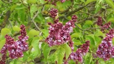 Yakın planda, meltemde sallanan çift pembe elma ağacı çiçeklerinin videosu. Bereketli, katmanlı yapraklar ve yumuşak hareketler baharın tazeliğini ve çiçek açan meyve ağaçlarının narin güzelliğini hatırlatıyor. Çiçek geçmişi için ideal.