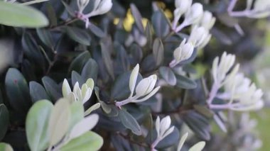 Yakın planda, meltemde sallanan çift pembe elma ağacı çiçeklerinin videosu. Bereketli, katmanlı yapraklar ve yumuşak hareketler baharın tazeliğini ve çiçek açan meyve ağaçlarının narin güzelliğini hatırlatıyor. Çiçek geçmişi için ideal.