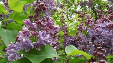 Yakın planda, meltemde sallanan çift pembe elma ağacı çiçeklerinin videosu. Bereketli, katmanlı yapraklar ve yumuşak hareketler baharın tazeliğini ve çiçek açan meyve ağaçlarının narin güzelliğini hatırlatıyor. Çiçek geçmişi için ideal.