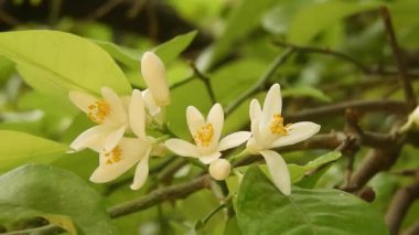 Yakın planda, meltemde sallanan çift pembe elma ağacı çiçeklerinin videosu. Bereketli, katmanlı yapraklar ve yumuşak hareketler baharın tazeliğini ve çiçek açan meyve ağaçlarının narin güzelliğini hatırlatıyor. Çiçek geçmişi için ideal.