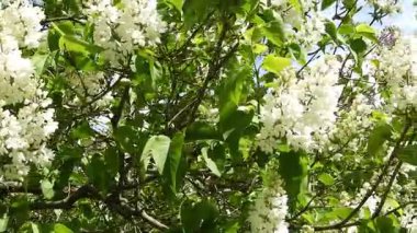 Yakın planda, meltemde sallanan çift pembe elma ağacı çiçeklerinin videosu. Bereketli, katmanlı yapraklar ve yumuşak hareketler baharın tazeliğini ve çiçek açan meyve ağaçlarının narin güzelliğini hatırlatıyor. Çiçek geçmişi için ideal.