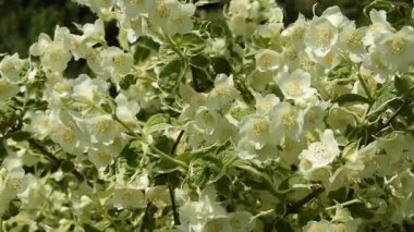 Çeşitli taklit portakal ya da beyaz çiçekli filadelphus dallarının görüntüsü rüzgarda hafifçe hareket ediyor. Yeşil ve krem renkli yapraklar ve narin beyaz çiçekler. Rahatlatıcı bahçe arka planı.