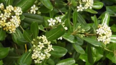 Yakın planda, meltemde sallanan çift pembe elma ağacı çiçeklerinin videosu. Bereketli, katmanlı yapraklar ve yumuşak hareketler baharın tazeliğini ve çiçek açan meyve ağaçlarının narin güzelliğini hatırlatıyor. Çiçek geçmişi için ideal.