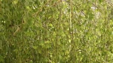 Bir huş ağacının sallanan yeşil dallarının arkasına nazikçe düşen bir yaz yağmurunun huzurlu görüntüleri. Bereketli yapraklı yağmur damlaları huzur ve sükuneti çağrıştırıyor. Doğa geçmişi, rahatlama videoları veya meditasyon içeriği için mükemmel.