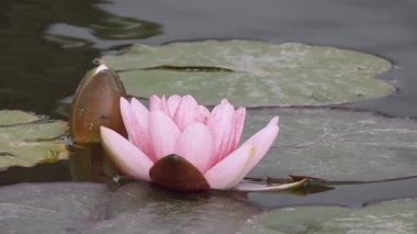 Yakın planda, meltemde sallanan çift pembe elma ağacı çiçeklerinin videosu. Bereketli, katmanlı yapraklar ve yumuşak hareketler baharın tazeliğini ve çiçek açan meyve ağaçlarının narin güzelliğini hatırlatıyor. Çiçek geçmişi için ideal.
