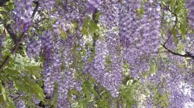 Wisteria çiçeklerinin görüntüsü zarif bir şekilde sallanıyor ve rüzgarda hafifçe sallanıyor. Artan mor çiçekler romantik ve sakin bir bahar atmosferi yaratıyor. Botanik görüntüler, çiçek arkaplanları ve huzurlu doğa sahneleri için ideal..