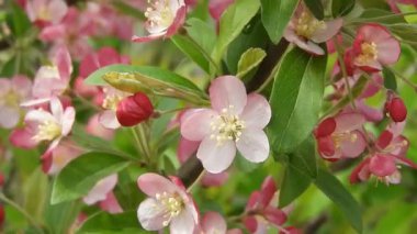 Şırınga prestoniae çalısı, Preston leylağı olarak da bilinir, yumuşak pembe çiçeklerle. Narin çiçekler ve yemyeşil yapraklar ilkbaharın huzurlu güzelliğini yakalar. Doğa geçmişi, botanik içeriği, bahçe temaları için ideal