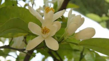 Şırınga prestoniae çalısı, Preston leylağı olarak da bilinir, yumuşak pembe çiçeklerle. Narin çiçekler ve yemyeşil yapraklar ilkbaharın huzurlu güzelliğini yakalar. Doğa geçmişi, botanik içeriği, bahçe temaları için ideal