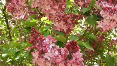 Şırınga prestoniae çalısı, Preston leylağı olarak da bilinir, yumuşak pembe çiçeklerle. Narin çiçekler ve yemyeşil yapraklar ilkbaharın huzurlu güzelliğini yakalar. Doğa geçmişi, botanik içeriği, bahçe temaları için ideal