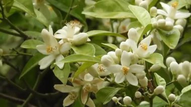 Şırınga prestoniae çalısı, Preston leylağı olarak da bilinir, yumuşak pembe çiçeklerle. Narin çiçekler ve yemyeşil yapraklar ilkbaharın huzurlu güzelliğini yakalar. Doğa geçmişi, botanik içeriği, bahçe temaları için ideal