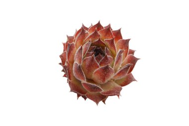 Sempervivum sulu, Houseleek olarak da bilinir ya da sonsuza kadar yaşar, beyaz arka planda izole edilir. Kaya bahçelerinde, yeşil çatılarda ve doğal peyzajda kullanılan sert kuraklığa dayanıklı roset bitkisi. Mor yapraklar rosette