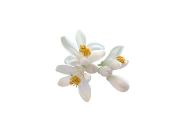 Portakal ağacı çiçekleri ve tomurcukları beyaz arka planda izole edilmiş. Citrus sinensis çiçekli bitki. Sarı keklerle beyaz çiçek açarlar. Tatlı kokulu güzel neroli çiçeği.