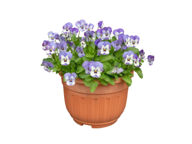 Çiçek saksısında, bol bol çiçek açan mor bahçeli nonoş (Viola x wittrockiana) şeffaf bir png 'dir. Bahçıvanlık, çiçekçilik, mevsimlik dekorasyon ve botanik tasarım projeleri için mükemmel..