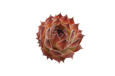 Sempervivum sulu, Houseleek olarak da bilinir ya da sonsuza kadar izole edilmiş saydam png. Kaya bahçelerinde, yeşil çatılarda ve doğal peyzajda kullanılan sert kuraklığa dayanıklı roset bitkisi. Mor yapraklar rosette.