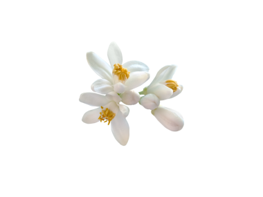 Portakal ağacı çiçekleri ve tomurcukları saydam png 'ler halinde izole edilmiş. Citrus sinensis çiçekli bitki. Sarı keklerle beyaz çiçek açarlar. Tatlı kokulu güzel neroli çiçeği.