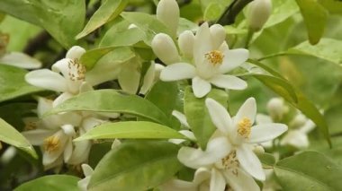 Açık leylak renkli çiçeklerle kaplı, sık görülen leylak çalılarının (şırınga vulgarisi) yakın plan görüntüleri. Soluk mor çiçekler ve yoğun yeşil yapraklar bahar bahçesinde yumuşak ve romantik bir atmosfer yaratır. Mevsimsel içerik için mükemmel