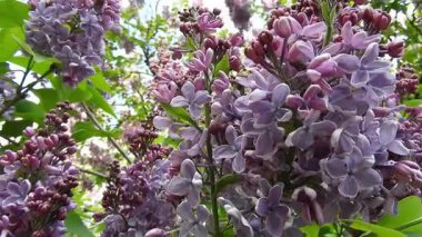 Açık leylak renkli çiçeklerle kaplı, sık görülen leylak çalılarının (şırınga vulgarisi) yakın plan görüntüleri. Soluk mor çiçekler ve yoğun yeşil yapraklar bahar bahçesinde yumuşak ve romantik bir atmosfer yaratır. Mevsimsel içerik için mükemmel