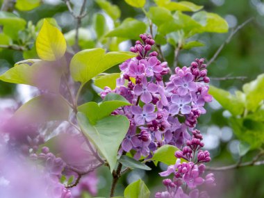 Yumuşak lavanta mavisi çiçekler ve zengin yeşil yapraklı şırınga müstehcen panikleri. Zarif bir bahar çiçeği çalısı süs bahçeleri için mükemmel.