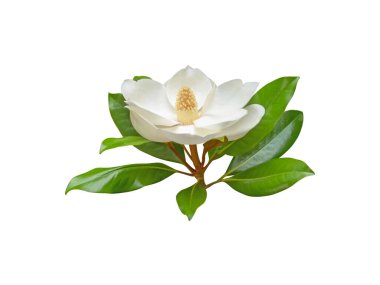 Beyaz arka planda izole edilmiş yeşil yaprakları olan güzel kokulu beyaz manolya çiçeği. Lüks parfümlerinde kremsi çiçekli kokusu ve doğal zarafeti için kullanılır. Güzellik ve refah temaları için ideal.