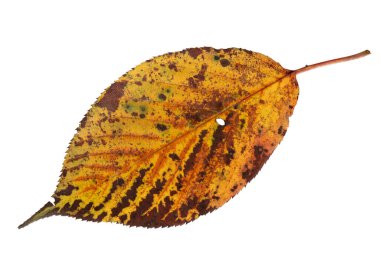 Beyaz arka planda izole edilmiş canlı damarları ve doğal dokusu olan sarı-kahverengi sonbahar yaprağı. Sonbahar, yaşlanma ve mevsimsel güzelliğin sembolü..